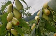 盆栽枣树种植时间（枣树栽种时间和方法）