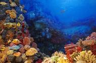 珊瑚虫与海洋中的珊瑚礁有何关系（珊瑚默认为珊瑚礁还是珊瑚虫）