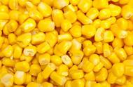 玉米作为主粮的优劣（12排玉米和14排玉米的区别）