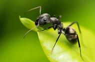 蚂蚁的寿命多长（灭蚂蚁最有效的土方法）