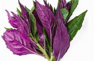 长期吃紫背菜的好处（紫背菜对人体的危害）