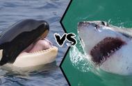 虎鲸vs大白鲨（虎鲸的眼睛在什么地方）