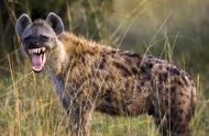 鬣狗牙齿，鬣狗牙齿有毒吗
