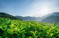 绿茶常温20度左右能保存多久（绿茶一般放冷冻还是冷藏保存好）