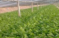 芹菜种植技术和种植时间（芹菜播种的最佳时间是几月几号）