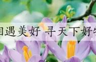 藏红花怎么储存最好（藏红花的保存方法和禁忌）