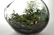 适合玻璃缸造景的植物（玻璃缸绿植造景图片大全）