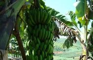 香蕉种植需要几个月（香蕉种植多少时间才有收获）