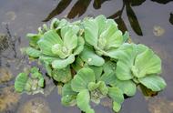 水芙蓉会自我繁殖吗（水芙蓉如何快速繁殖后代）