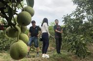 核桃是依靠什么来播种的（核桃是靠什么来传播种子的）