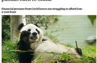 小熊猫外国可以养吗（为什么小熊猫不能养）