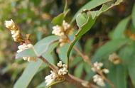 干桂花怎么制作桂花茶（新鲜桂花自制桂花茶的做法）