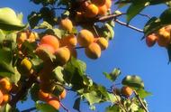 七月中下旬成熟的杏子