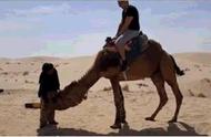 骆驼的繁殖方式有哪些（骆驼的繁衍方式和配对）