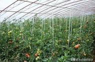 西红柿种植技术与管理用肥（西红柿用肥料口诀）