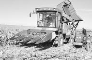 人工快速收割玉米（人工收割玉米和机器收割玉米）