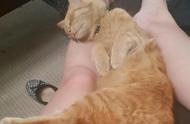 猫为什么喜欢在人两脚中间睡（为什么猫喜欢跟人一起睡）