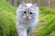 西伯利亚森林猫饲养指南（养西伯利亚森林猫注意事项）
