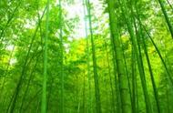 竹的养殖方法和注意事项有哪些（水养竹的正确方法）