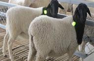 杜泊羊的养殖方法和注意事项（杜泊羊的饲养的优缺点）