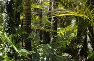 巴拿马热带雨林怎么形成的（热带雨林是怎么形成的）