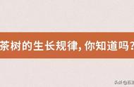 一般茶叶在几个月就不长了（茶叶在封闭的状态下能保持几年）