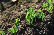 自制有机肥教程（营养土的自制方法）
