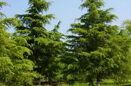 三种松树种植方法（松树冬季移栽的方法）