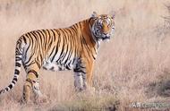 老虎的尾巴能起到什么作用
