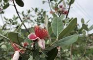 菲油果适合大规模种植吗（菲油果在武汉可以栽种吗）