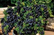 蓝莓种植技术和管理（蓝莓的种植方法与管理技术）