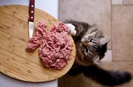 幼猫生骨肉食谱（猫生骨肉一周食谱）