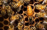 养蜂场都是如何获取蜂王（养蜂怎样才能收回来蜂王）