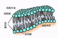 细胞膜中的磷脂分子是由什么构成（细胞膜的四种磷脂分子）