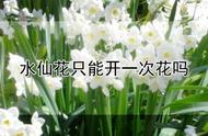 水仙花是全部的花吗（有一年四季开花的水仙花吗）