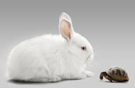 兔子球虫病的症状和表现（兔子球虫病需要治疗吗）