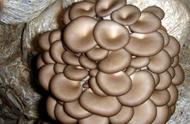 地下室种蘑菇技术视频（学种蘑菇技术视频）