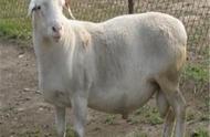 澳洲白羊一年产几窝（澳洲白羊一年长多少斤）