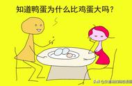 鸭子为什么是男的（鸭子为什么只能干三年）