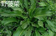 野菠菜功效与作用（野菠菜根煮水喝的功效）