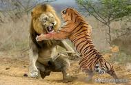 老虎能吃狮子吗（东北虎对比狮子体型图）