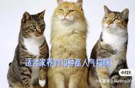 50种名猫图片大全（建议养的10种猫）