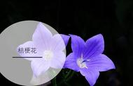 桔梗花的传说桔梗花在古代叫什么（桔梗花的别名为什么叫铃铛花）