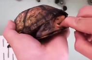 正确养乌龟方法（养乌龟的方法与技巧）