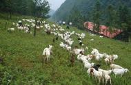 养50头羊需要种植多少亩牧草（养50只羊需要几亩牧草）