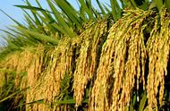 水稻的种植技术和管理方法（最新水稻种植技术及方法）