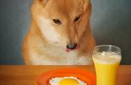金毛幼犬可以吃煮熟的鸡蛋吗（金毛幼犬刚到家晚上一直叫怎么办）