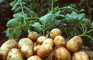 春土豆种植技术和管理（冬土豆最新种植管理技术）