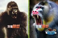 红毛猩猩与黑猩猩的区别（红毛猩猩和黑猩猩哪个更接近人类）