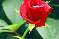 男人送女人朵玫瑰花是什么意思（男人送女人一朵红玫瑰是什么意思）